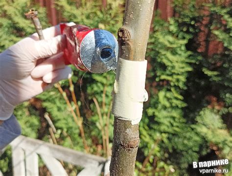 Самодельные ловчие пояса от тли из малярного скотча и клея | Vparnike.ru