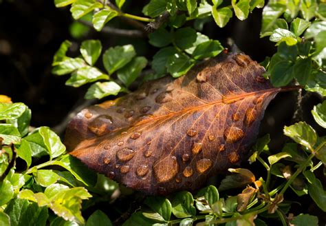 Free Images Tree Water Nature Leaf Flower Wildlife Green Jungle Produce Insect Brown