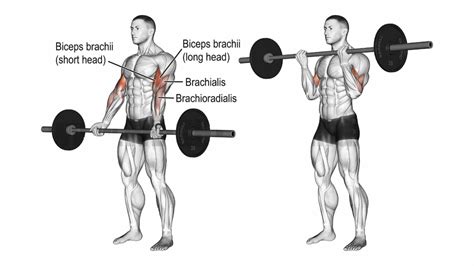 10 Best Bicep Exercises To Build Bigger And Stronger Arms