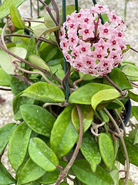 Hoya Carnosa Jade Hoya Carnosa Green Trailing Vining Porcelain Wax