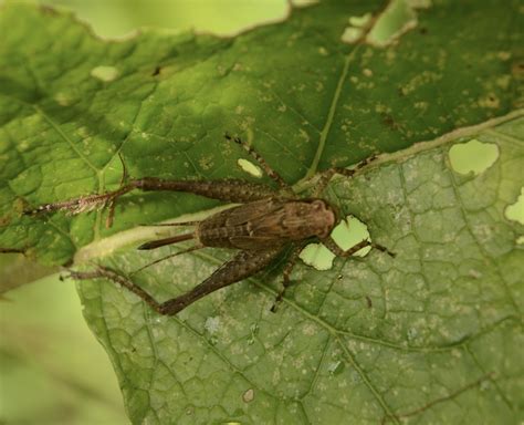 Orthoptera Grilo Roberto Guerra Flickr