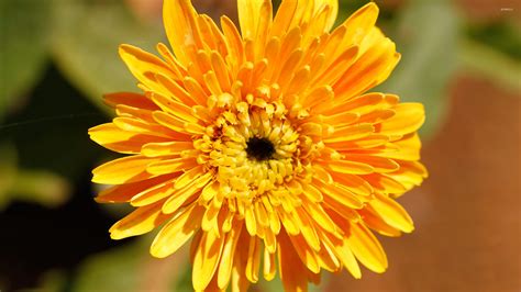 Orange chrysanthemum wallpaper - Flower wallpapers - #19735