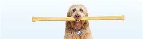 Bravecto For Dogs - us-bravecto-com