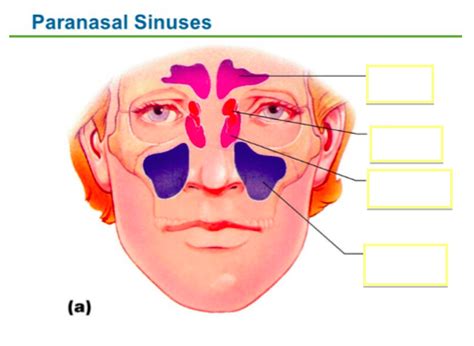 Paranasal Sinuses Diagram Quizlet