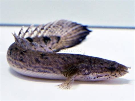 Barred Bichir Polypterus Delhezi Quality Marine