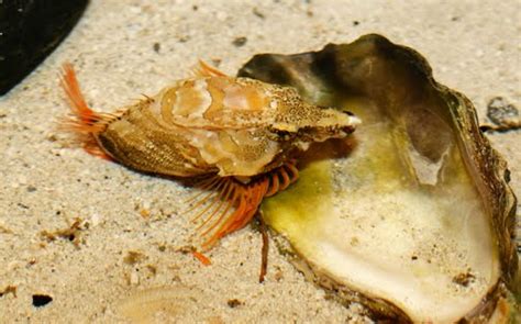 Pacific Science Center Life Sciences Tide Pool Etiquette Part 2