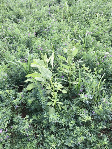 Pasture Weeds Identification