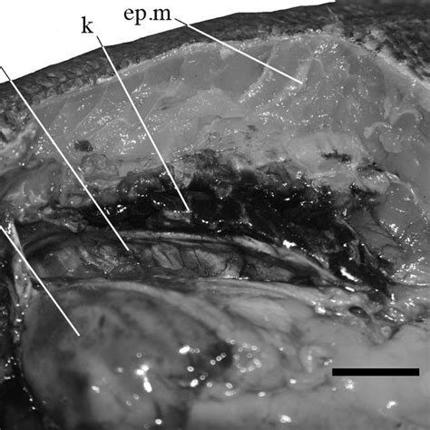 -Visceral anatomy of an angler, Lophius piscatorius, ventral view. the ...