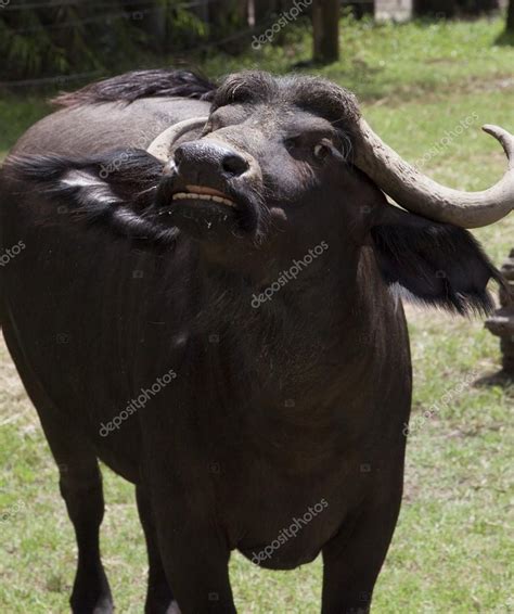 Top 94 Pictures How Do You Know If A Bison Is Angry Superb