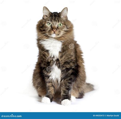 Maine Coon Tabby Mix