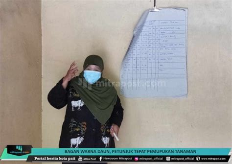 Bagan Warna Daun Petunjuk Tepat Pemupukan Tanaman