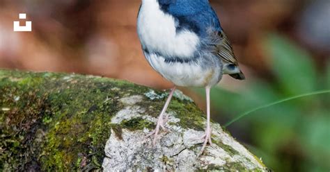 Blue White And Brown Jay Bird Photo Free Bird Image On Unsplash