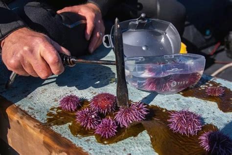 Scuba Divers Clear Sea Urchins From The Ocean Floor To Restore Giant