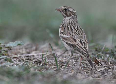 Vesper Sparrow Pooecetes Gramineus Carl Ebeling Flickr