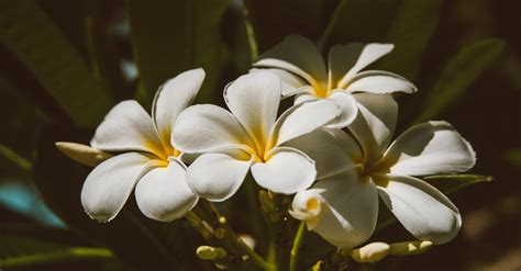 White and Yellow Plumeria Flowers · Free Stock Photo