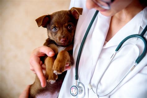 spayed dog     spaying  pet dutch