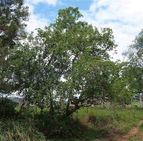 Ficus Tree Learn About Nature