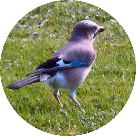 La Photo Insolite Le Petit Oiseau De Toutes Les Couleurs Proville