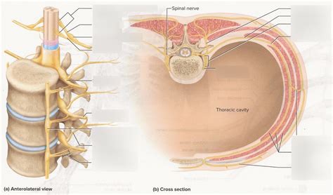 rami   spinal nerves diagram diagram quizlet