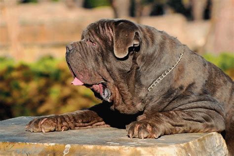 Mastino Napoletano Dal Carattere Alle Cure Tutto Ci Che C Da