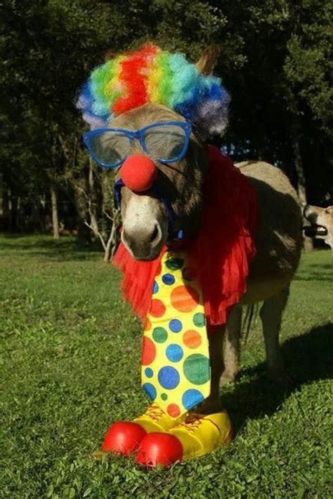 Pin On Funny Horse Costumes