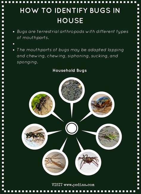 How to Identify Bugs in House - Pediaa.Com