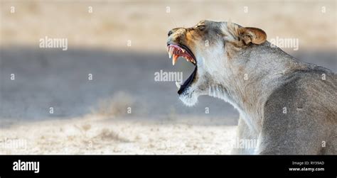 Lioness Yawning And Showing Teeth While Resting In The Kgalagadi