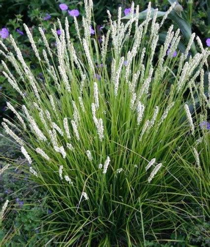 Sesleria Jesienna W Donicy Drzewka Faworytka Pl