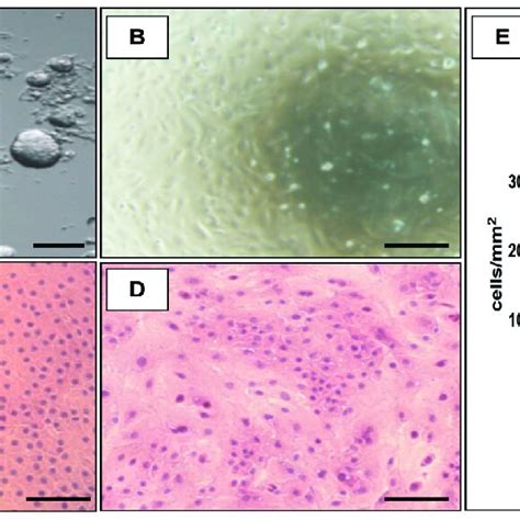 Human Cornea Endothelium Isolation And Attachment Cell Attachment Download Scientific Diagram