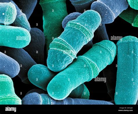 Dividing Yeast Cells Coloured Scanning Electron Micrograph Sem Of