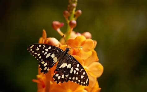 20 Species Of Swallowtail Butterfly Insectic