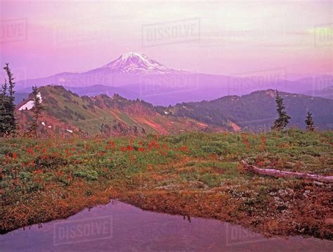 Mount Rainer National Park In Washington Usa Stock Photo Dissolve