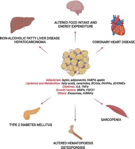 Pathological Adipose Tissue Deposition In Humans During Obesity And