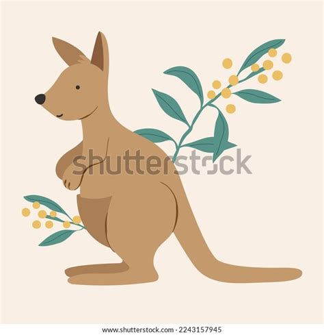 Australian Kangaroo Wallaby Wattle Mimosa Flowers Stock Vector Royalty