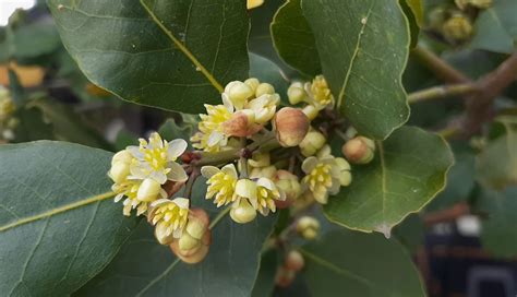 Tudo Sobre O Louro Laurus Nobilis Caracter Sticas Benef Cios E