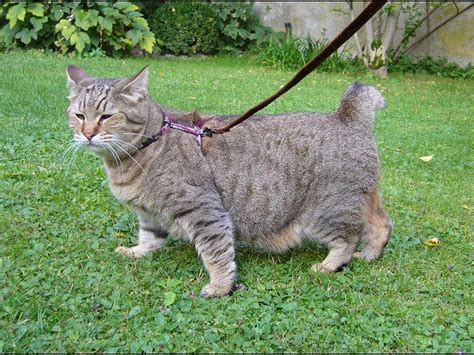 Pixie Bob Cat Breed Profile Litter Robot