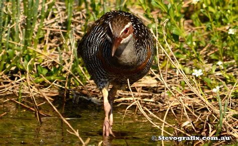 Buff-banded Rail - Gallirallus philippensis - Stevografix