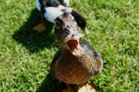 Premium Photo Portrait Of Duck Quacking On Grassy Field