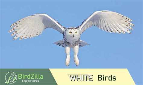 White Bird Wing