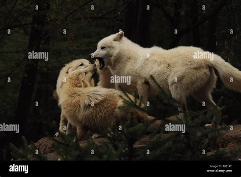 Arctic Wolf Canis Lupus Arctos Three Wolfs Stay Against Themselves