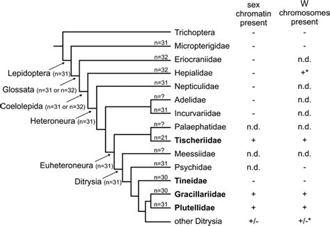 Simplified Phylogenetic Relationships Of Lepidoptera Records Of The