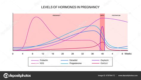 Levels Hormones Pregnancy Hcg Prolactin Cortisol Estradiol Progesterone ...