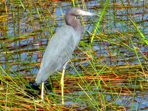 Cannundrums: Little Blue Heron