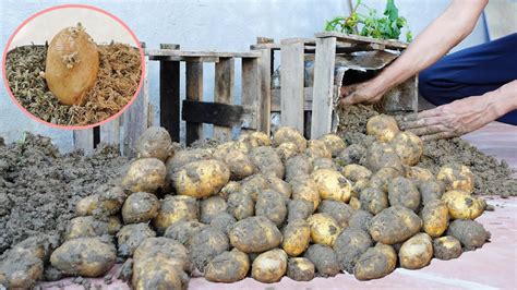 No Need For A Garden I Grow Potatoes This Way Give Many Tubers Large Tubers And High Yield