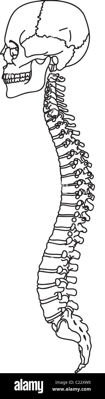 Structure Of Human Skull And Spinal Column Illustration Stock Photo Alamy