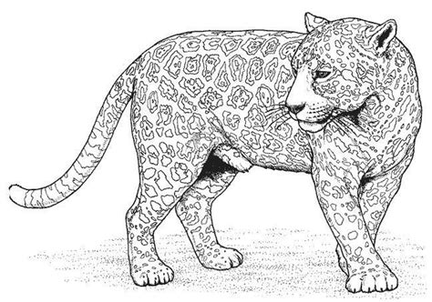 Coloriage Panth Re Animaux Dessin Colorier Coloriages