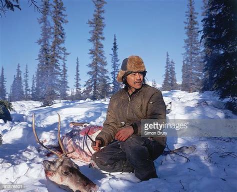 Arctic Refuge Caribou Photos and Premium High Res Pictures - Getty Images