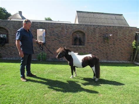 Nsps Mini Merrie Pleun Ponyfarm De Moostdijk