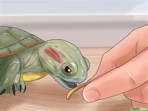 Formas De Mantener A Tu Tortuga Feliz Wikihow