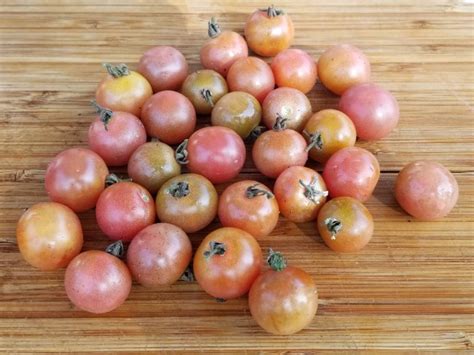 Tomato Napa Rose Blush Seeds Certified Organic Garden Hoard